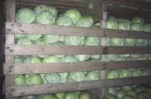 Zdrowa kapusta podczas przechowywania