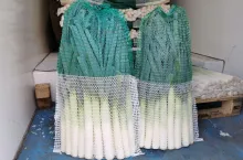 Por rynek hurtowy Bronisze