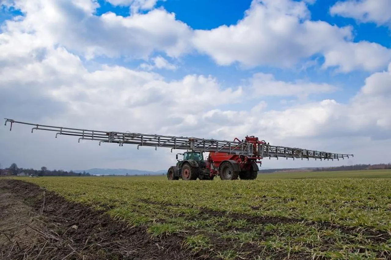 Tractor spraying wheat in springtime in field