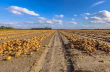 Rows of onions harvest drying in the sun on the field in Groningen Province, Netherlands