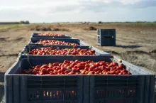 Big crates with tomatoes. Farm for growing tomatoes for canning industry.