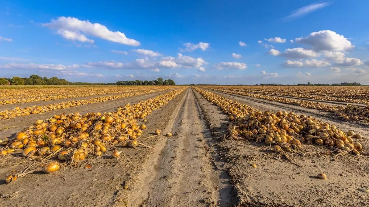 Rows of onions harvest drying in the sun on the field in Groningen Province, Netherlands