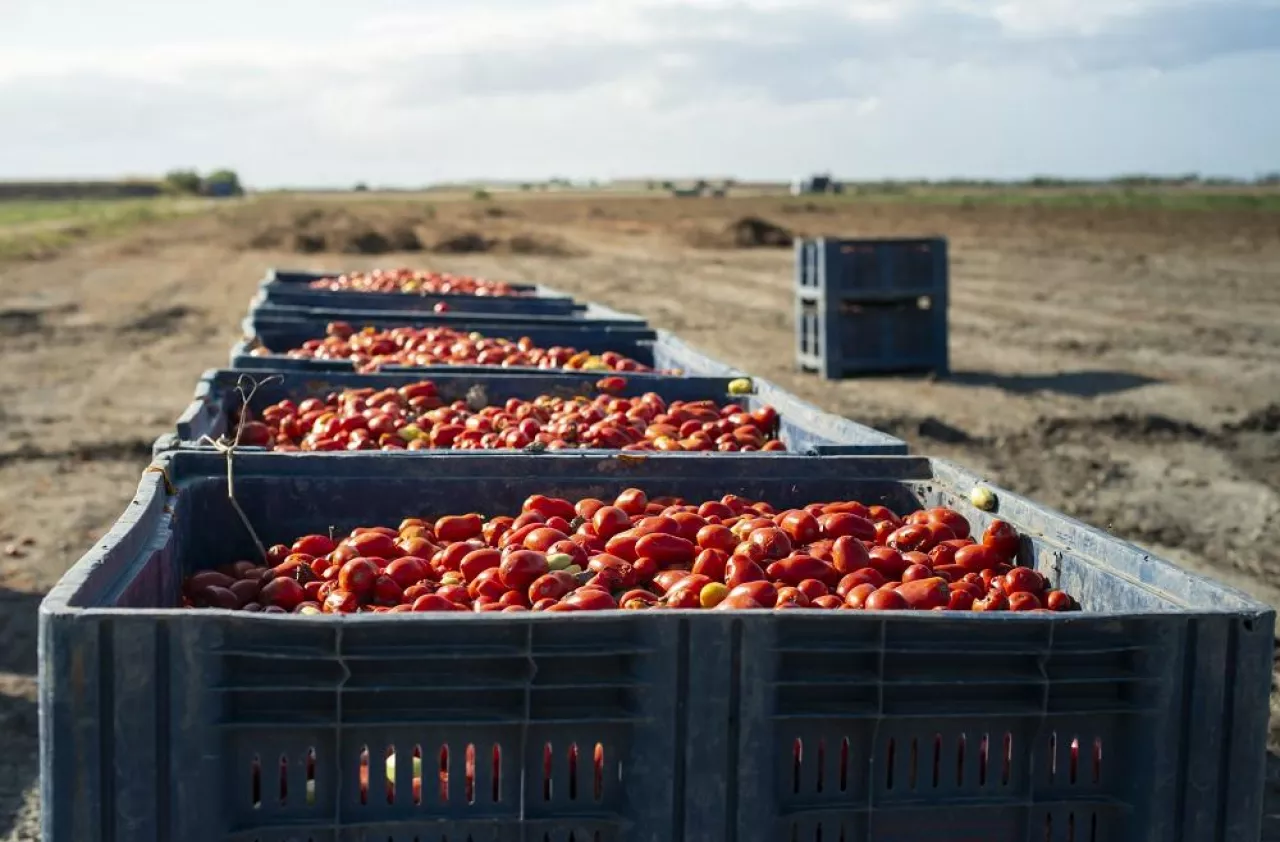 Big crates with tomatoes. Farm for growing tomatoes for canning industry.