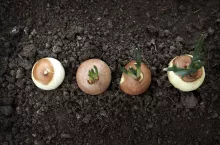 Overhead View Of Sprouting Onions On Field