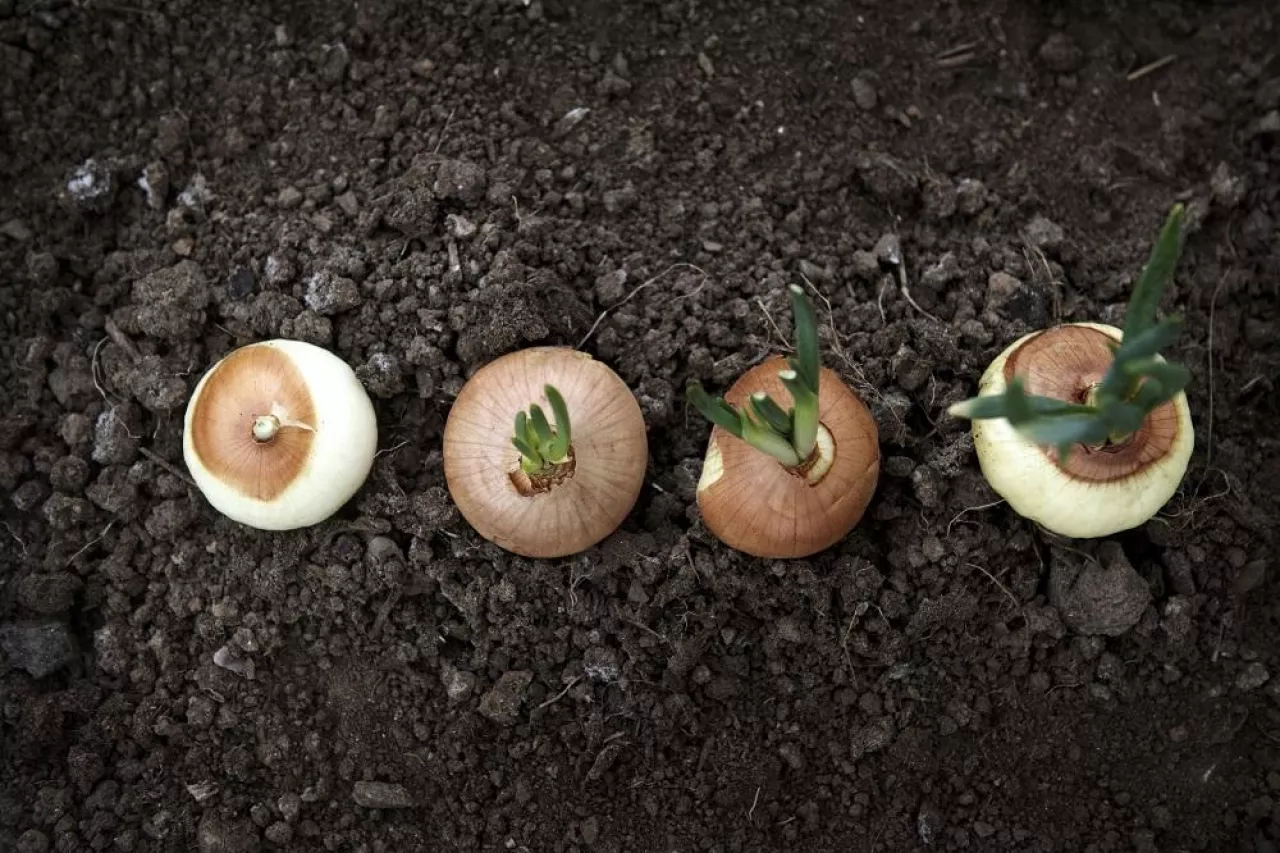 Overhead View Of Sprouting Onions On Field