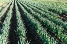 Fresh Green onion meadow field