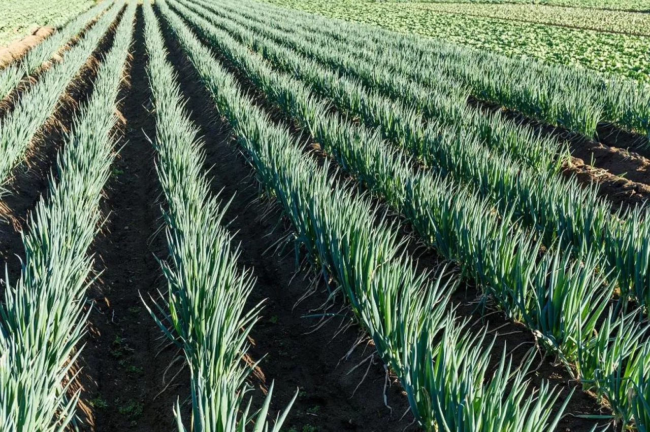 Fresh Green onion meadow field