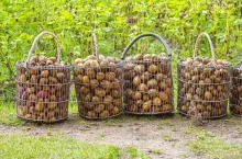 A potatoes in baskets of metal mesh in the vegetable garden. The concept of collecting and storing vegetables. Agricultural environmentally friendly product. Autumn harvest. Organic farm.