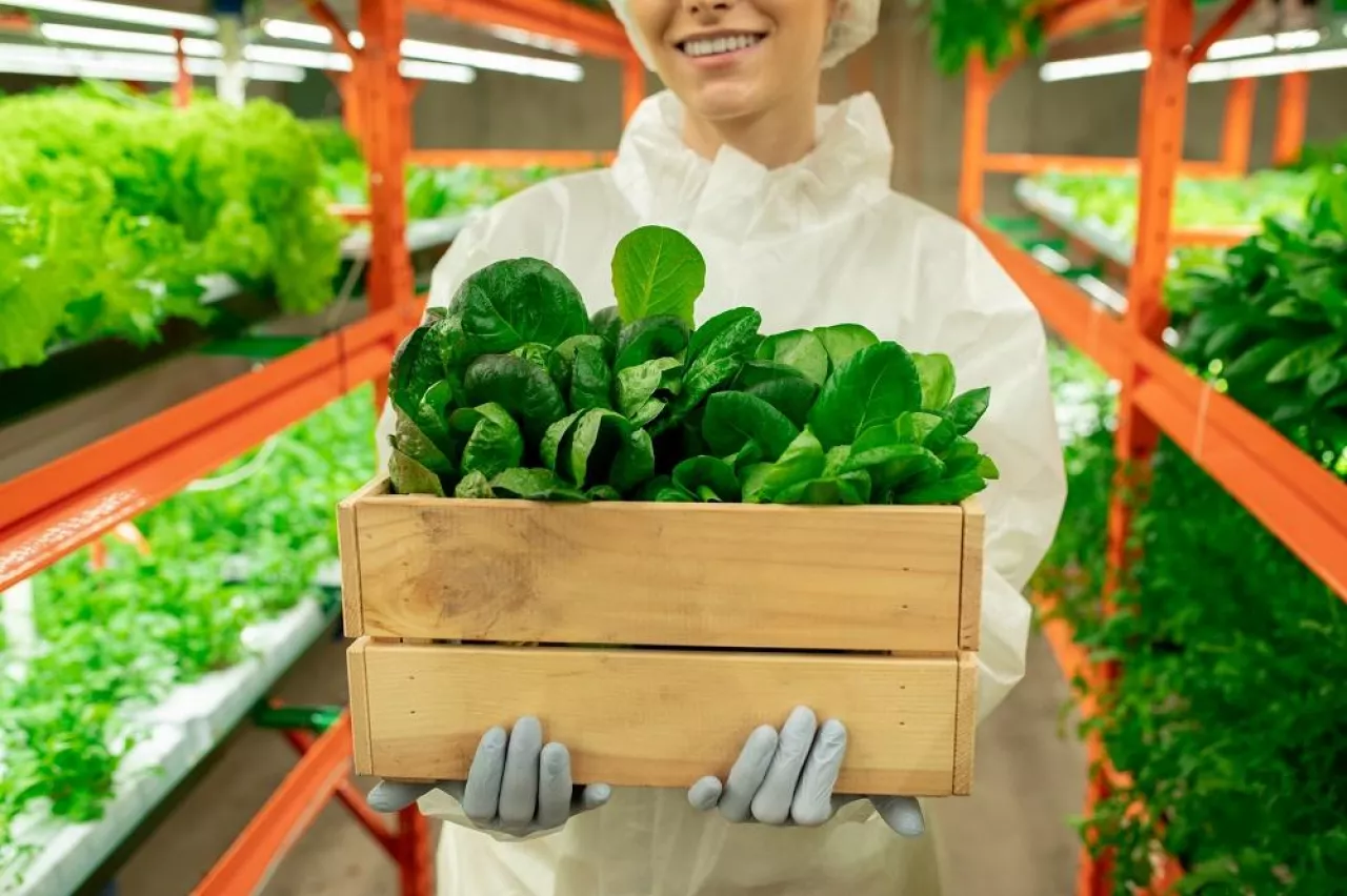 Young gloved female agroengineer in protective workwear holding wooden box with green spinach seedlings inside vertical farm