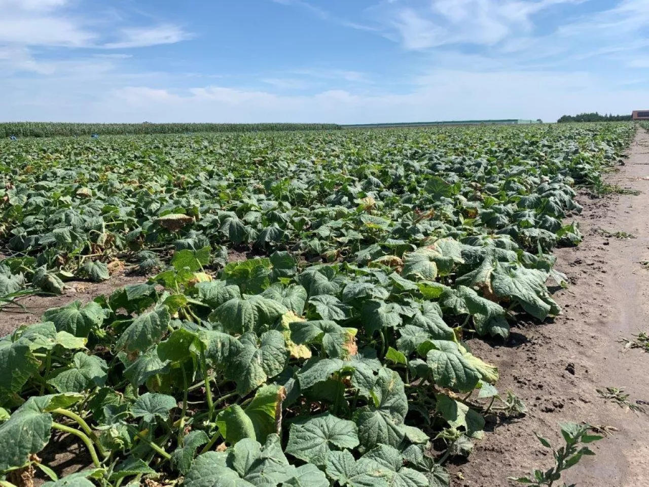 Zbiór ogórka gruntowego