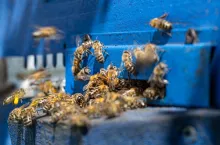 Close-up of a bee swarm on a wooden hive in an apiary.