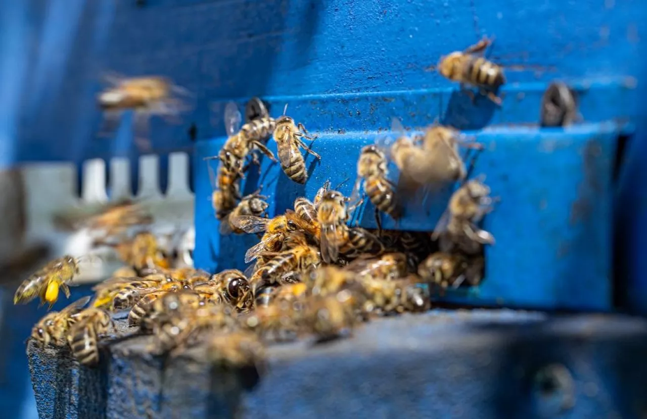 Close-up of a bee swarm on a wooden hive in an apiary.