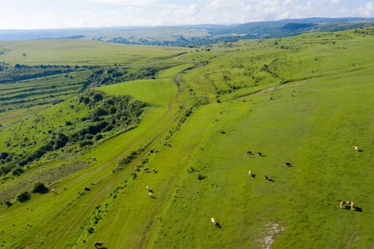 Aerial drone view of cows grazing in alpine meadow