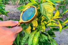 The food scientist checks the peppers for chemicals and pesticides. Growing organic vegetables. Eco-friendly products. Pomology. Agriculture and farming. GMO test. Study quality of soil and crop.