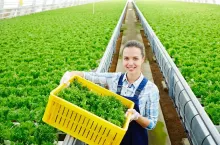 Happy young woman in uniform box of lettuce walking along aisle between plantations in greenhouse