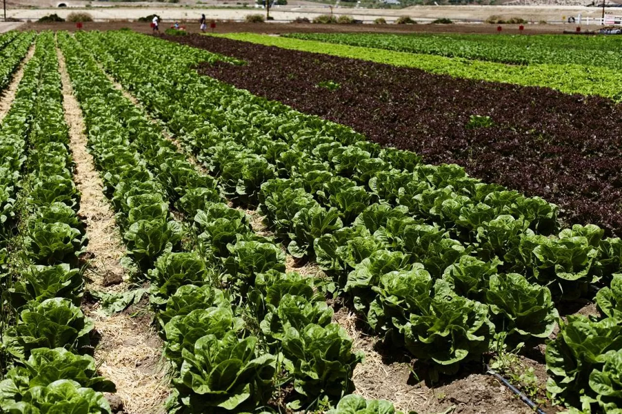 Leaf Vegetables Growing On Field