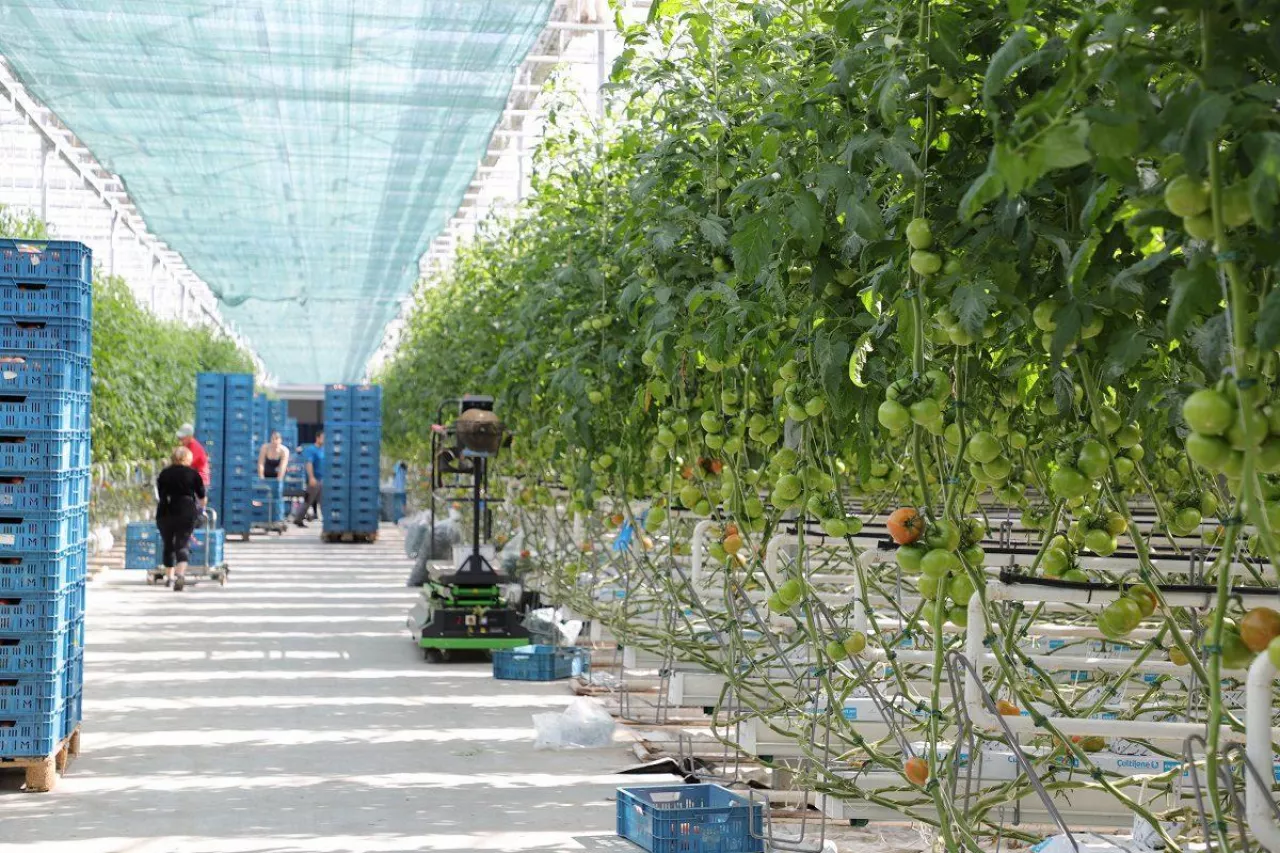 Uprawa pomidora malinowego w szklarni