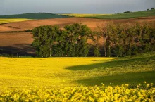 South Moravia landscape and farmland in the spring with rapeseed in the fields.