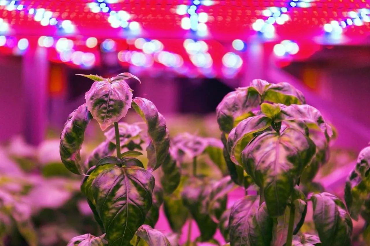 Special LED lights belts above basil herb in aquaponics system combining fish aquaculture with hydroponics, cultivating plants in water under artificial lighting, indoors