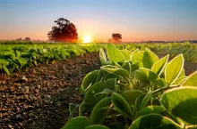 Soybean field and soy plants in early morning. Soy agriculture