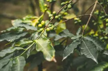 Cultivated coffe plantage. Branch with green coffee beans and foliage. Santo Antao Island, Cape Verde. Horizontal.