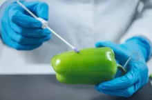 Food quality control. Biologist examining presence of pesticides in green bell pepper vegetable in laboratory