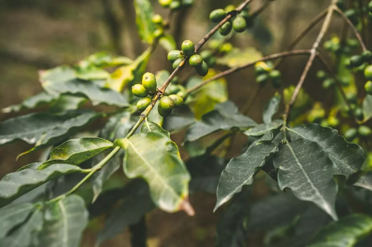 Cultivated coffe plantage. Branch with green coffee beans and foliage. Santo Antao Island, Cape Verde. Horizontal.