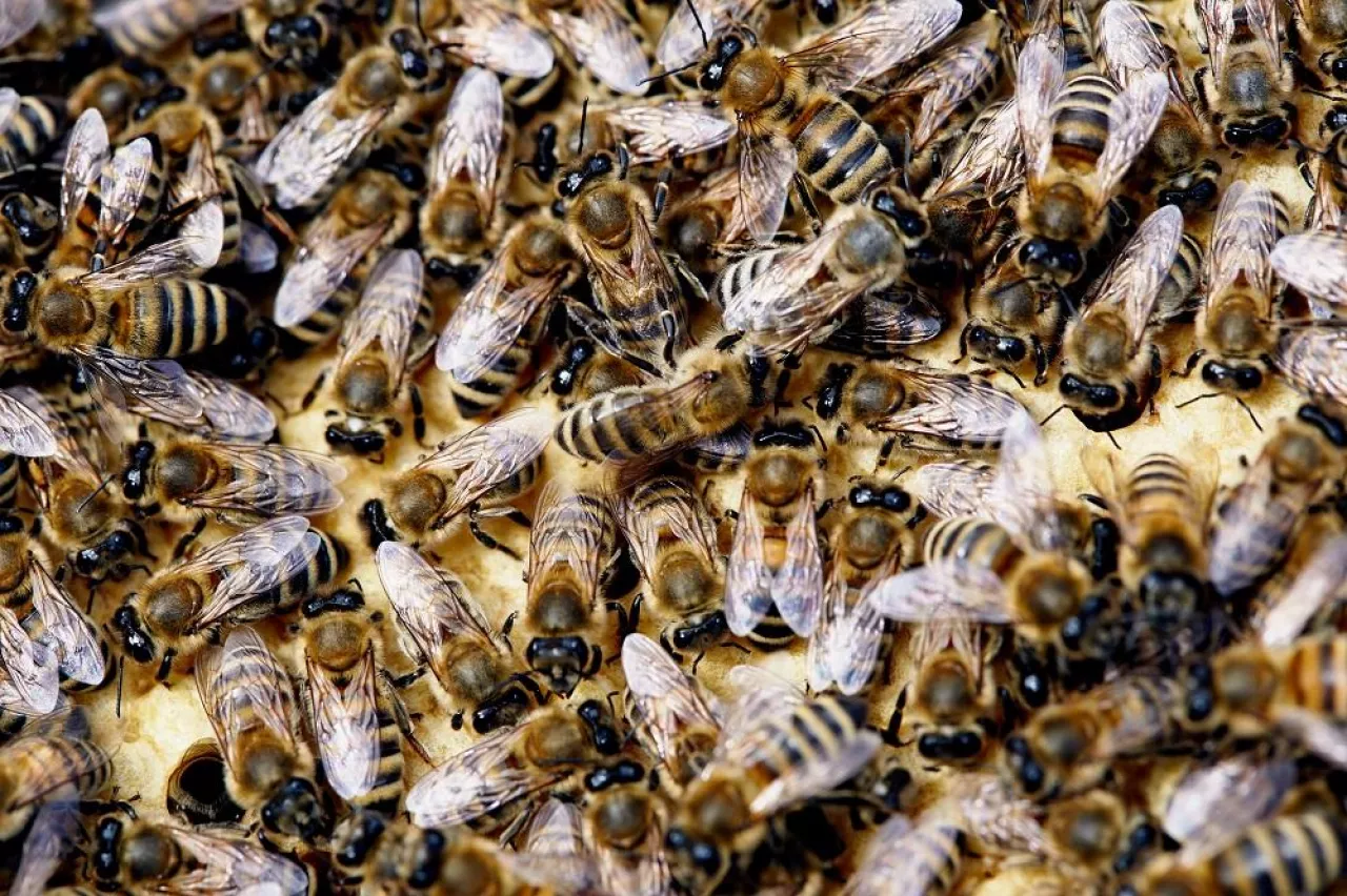 Close up of honey bee swarm on honeycomb in hive nest, copy space background