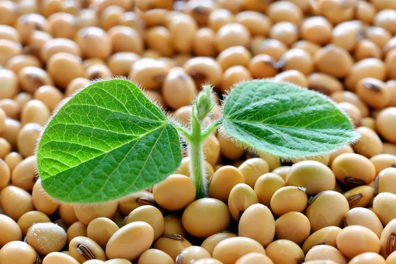 Young soy plant, germinating from soy seeds. Soy agriculture