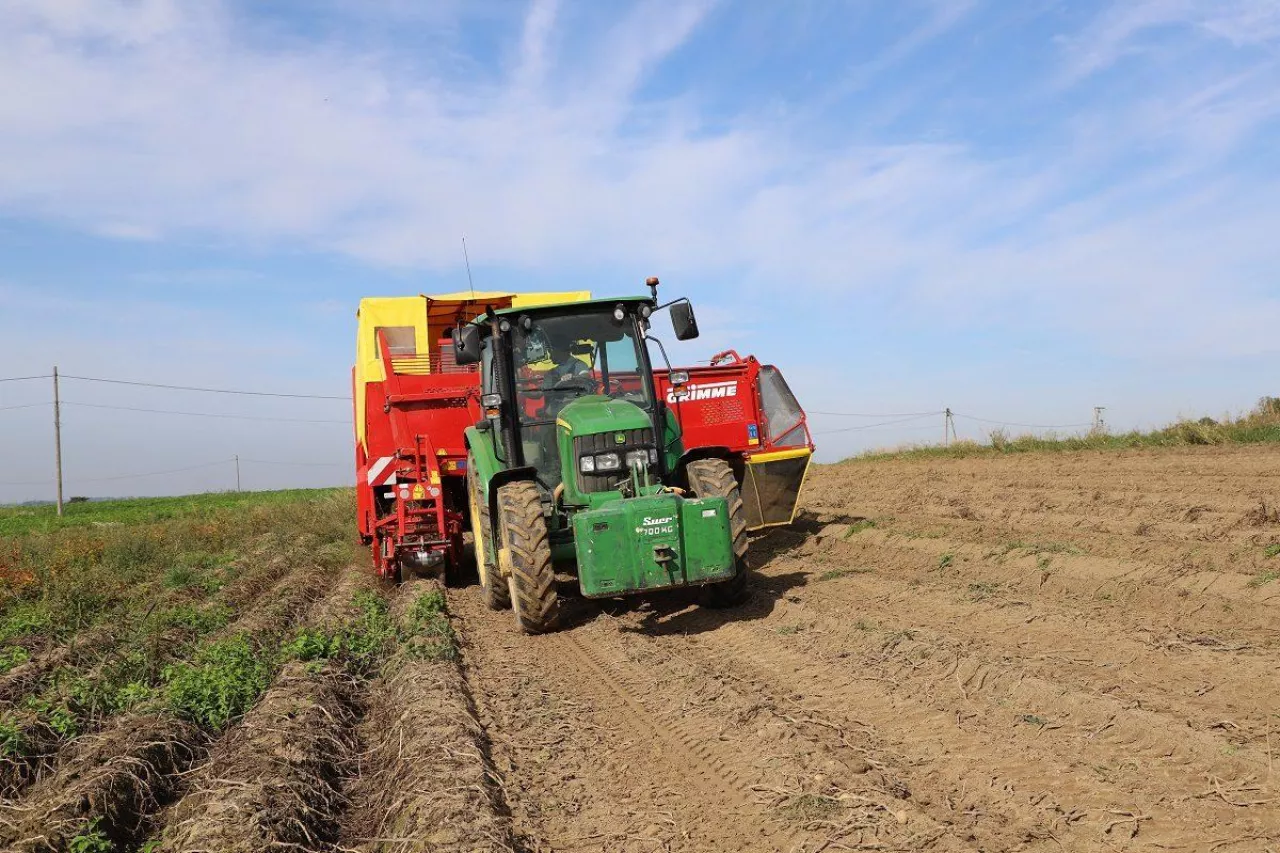 Rolnictwo, zbiór ziemniaków