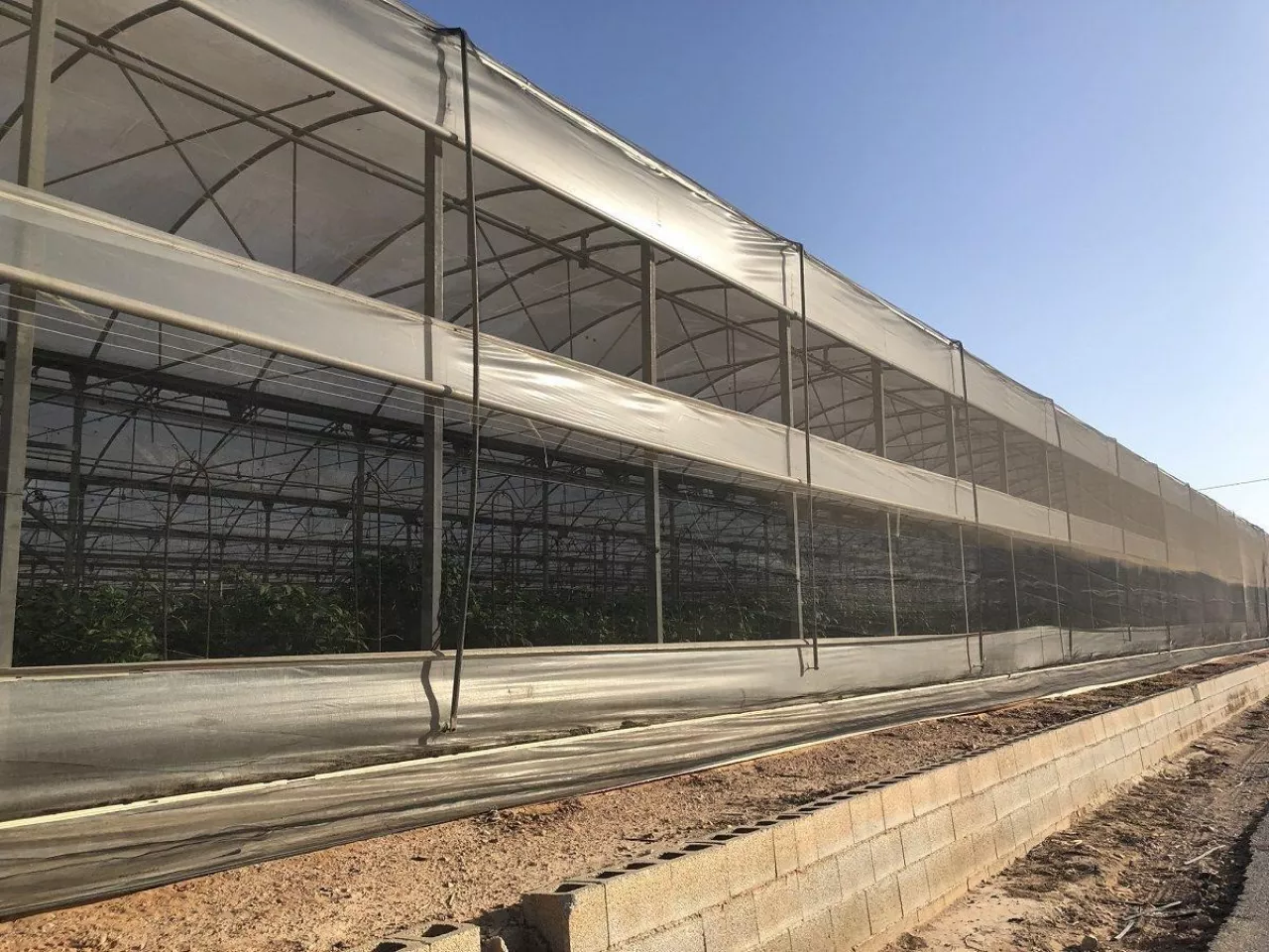 Uprawa papryki w hiszpańskich obiekatch