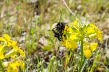 Close up of Bumble bee pollinating a Franciscan wallflower or San Francisco wallflower (Erysimum franciscanum), California
