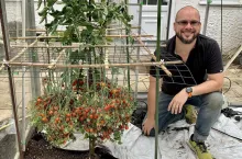 Rekord świata w ilości zebranych pomidorów