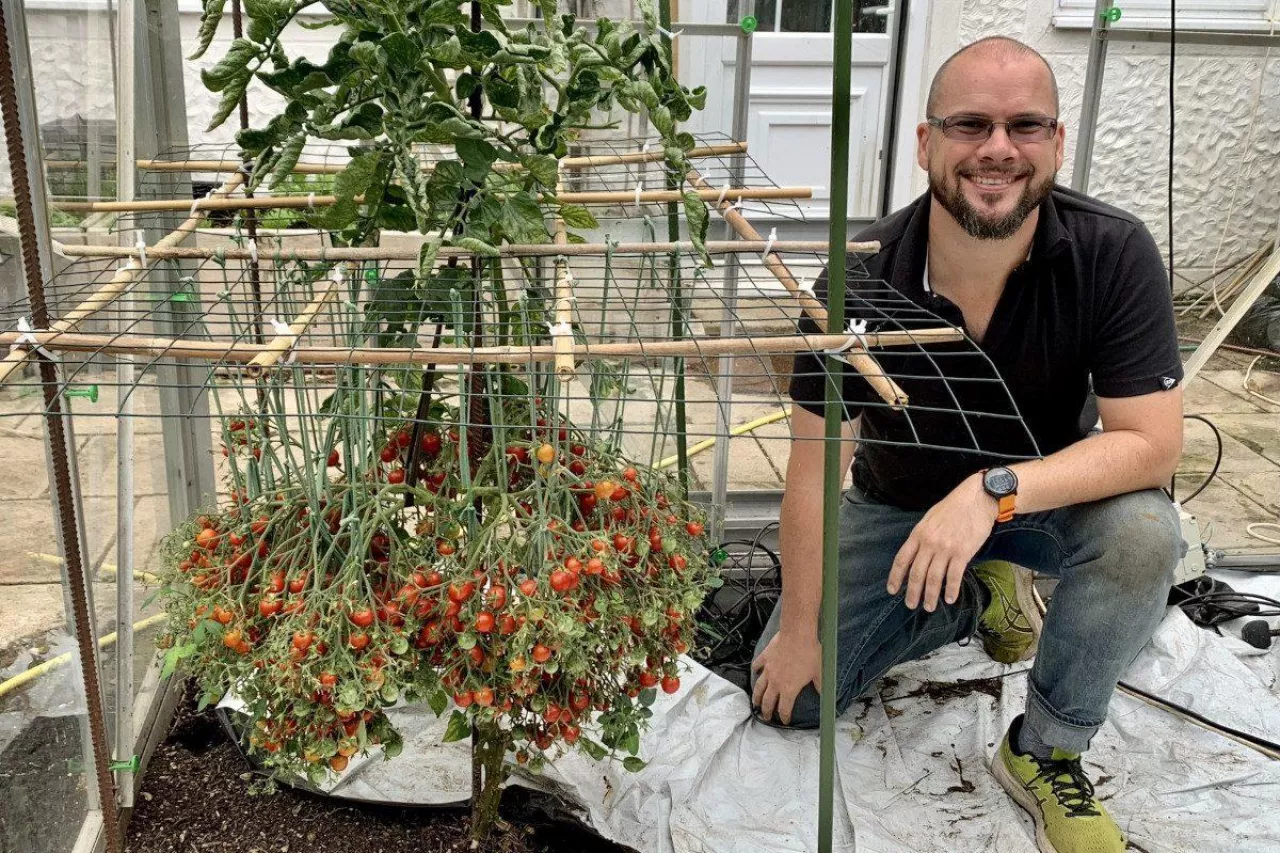 Rekord świata w ilości zebranych pomidorów