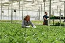 Agronomist businesswoman working in hydroponics greenhouse plantation analyzing cultivated fresh salads before delivering to customer as agronomy production. Concept of agriculture