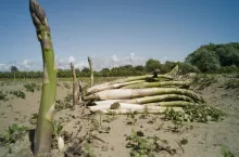 Asparagus growing in sandy field, Formby, England