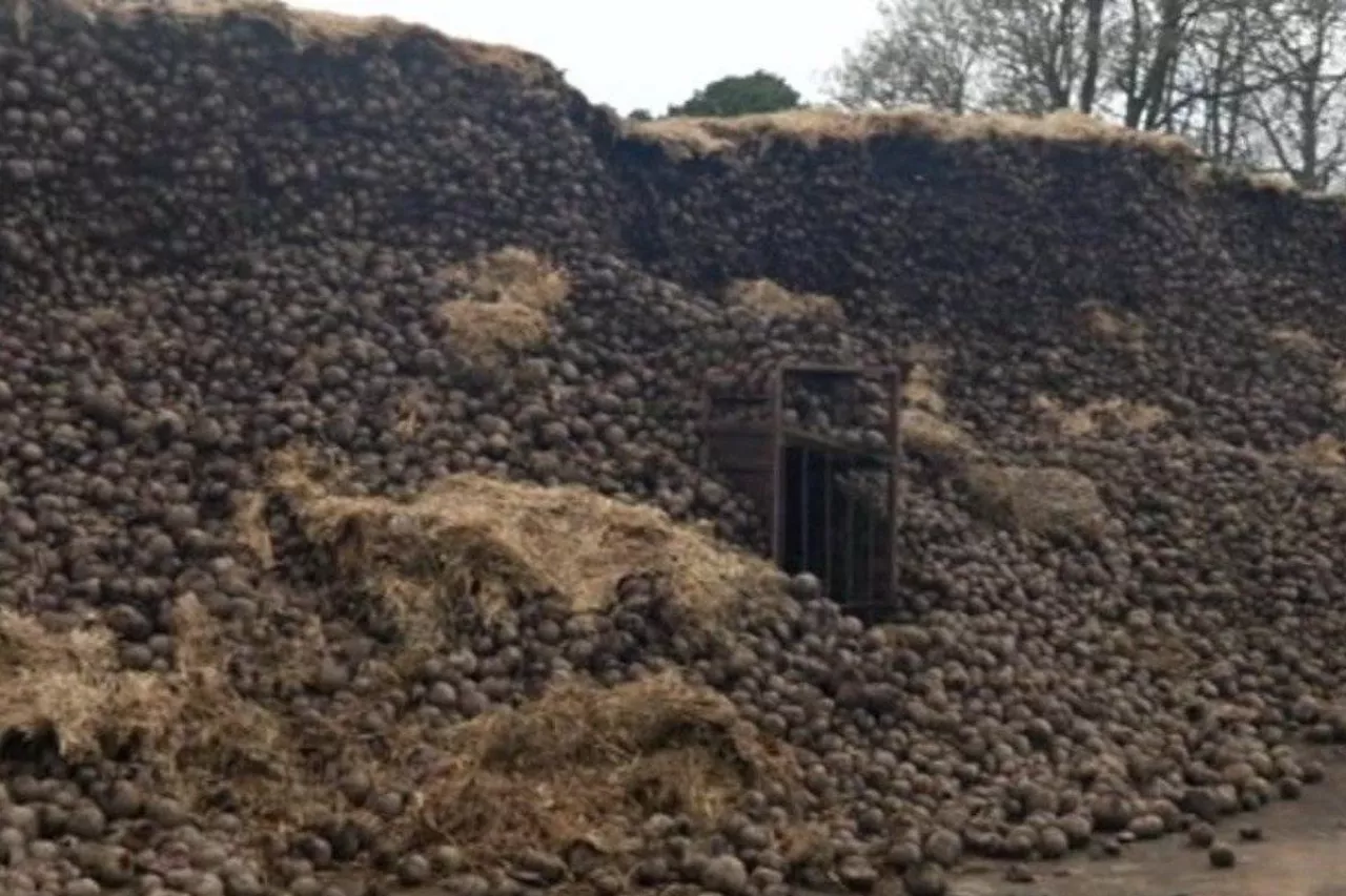 500 ton brytyjskich buraków gnije na pryzmach