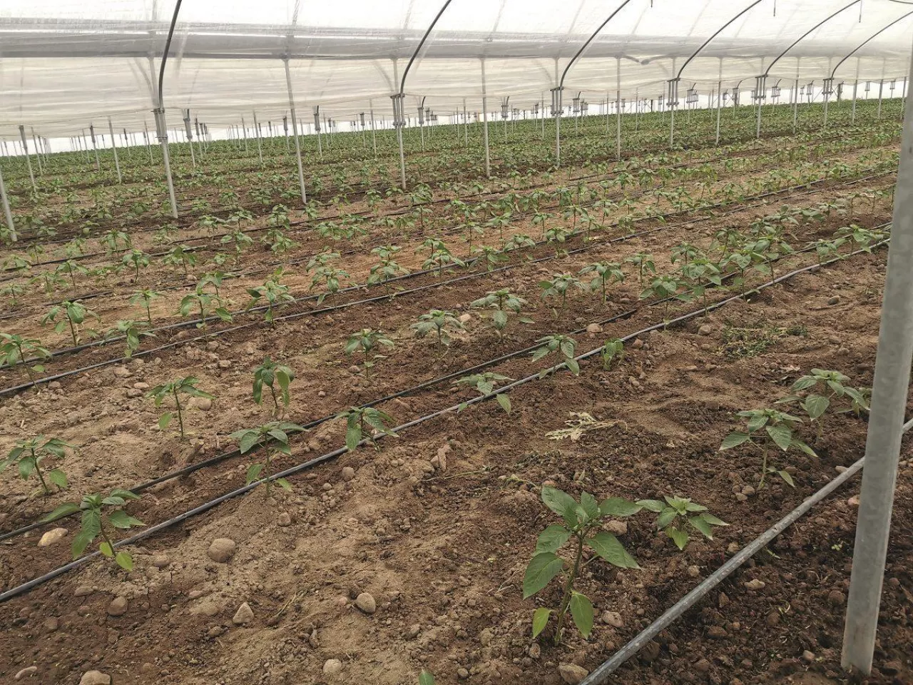 Papryka po posadzeniu