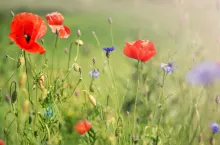 Summer meadow with poppies and cornflowers