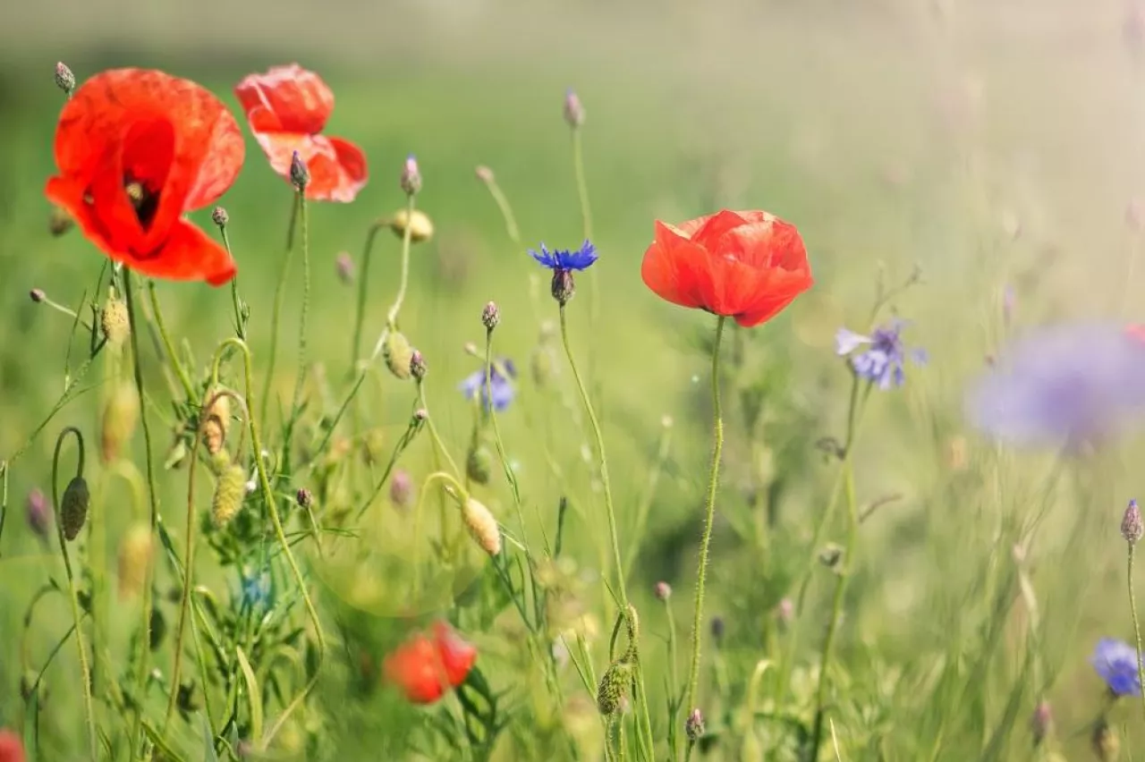 Summer meadow with poppies and cornflowers
