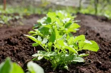 Green potato plant. Leaf of vegetable. Organic food agriculture in garden, field or farm. Rural nature in summer. Natural outdoor background close up