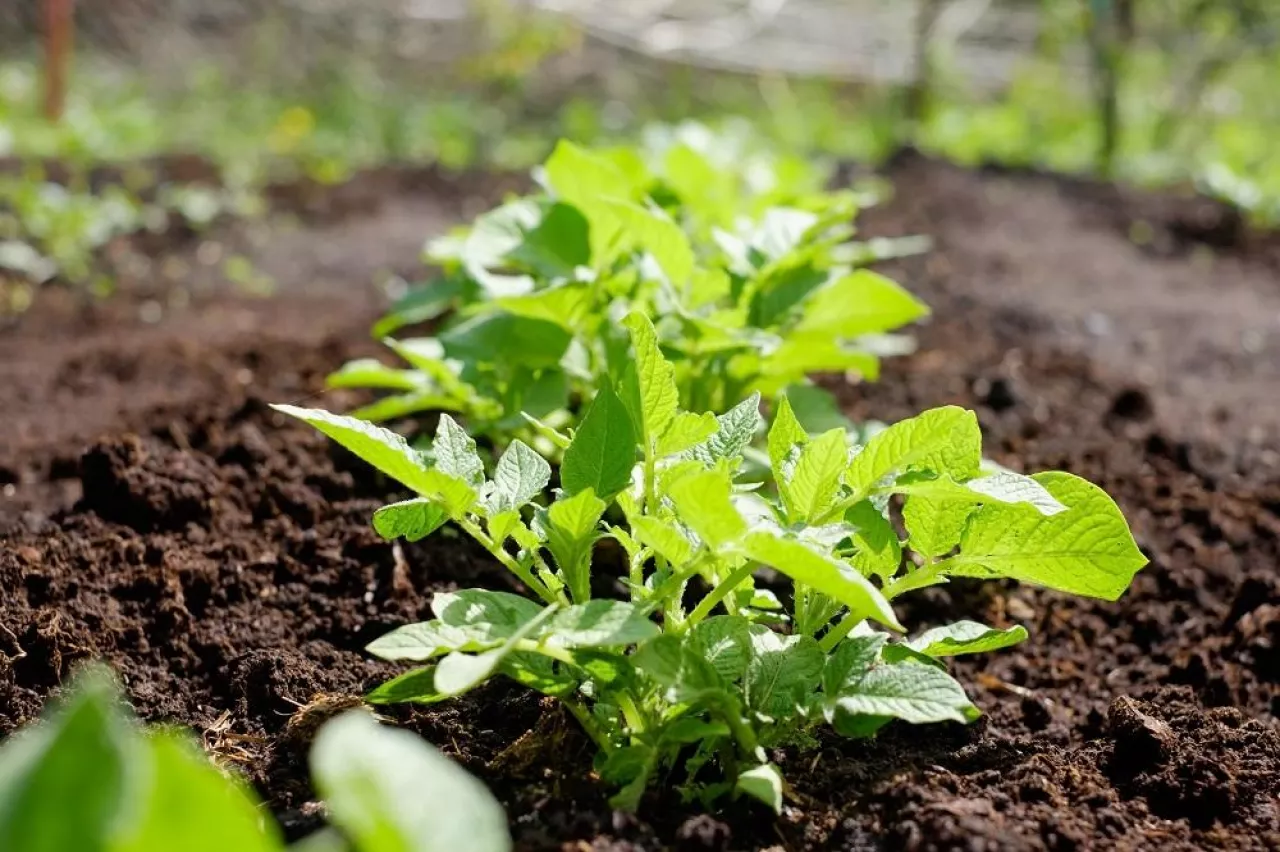 Green potato plant. Leaf of vegetable. Organic food agriculture in garden, field or farm. Rural nature in summer. Natural outdoor background close up