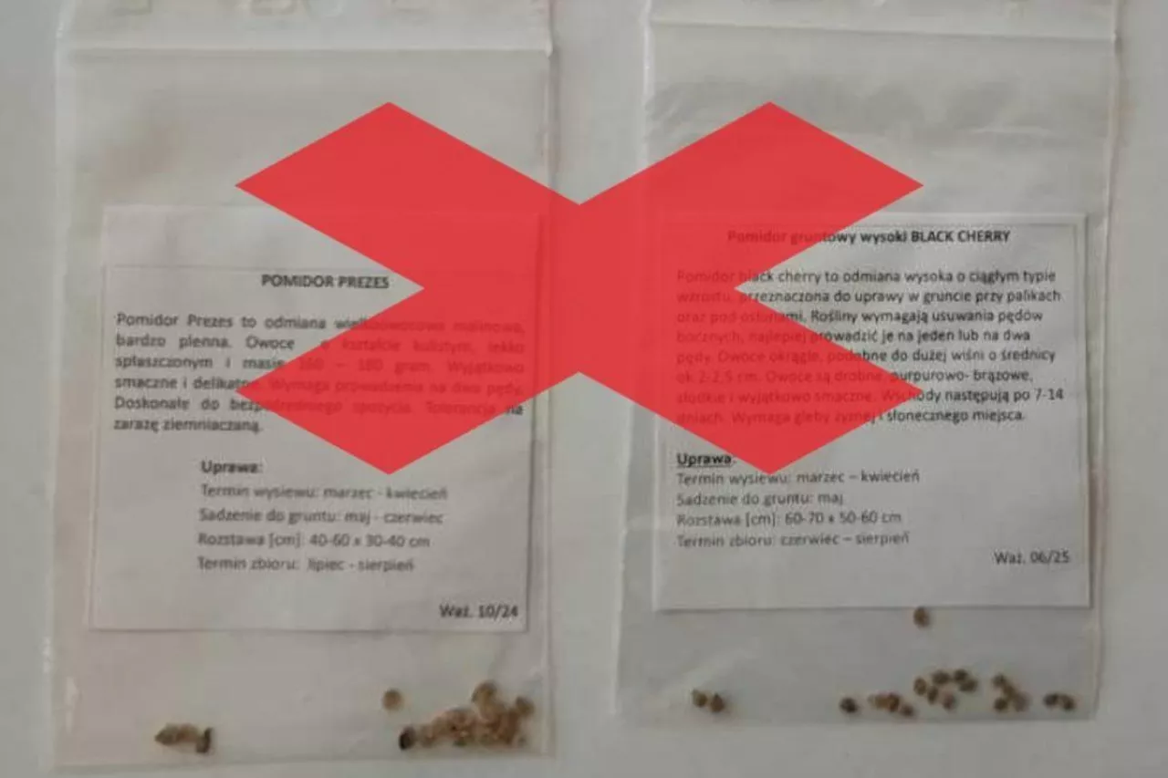 Nieprawidłowo zapakowane i oznakowane nasiona pomidorów