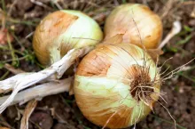 Lots of White bunch of onions in soil