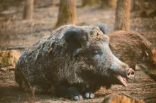 Wild boar, sus scofa