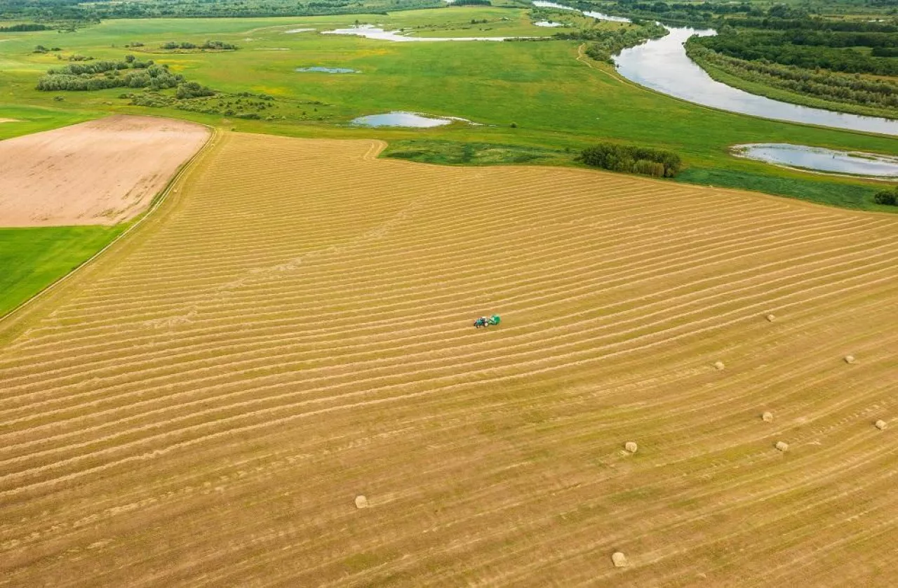 Aerial View Tractor Collects Dry Grass In Straw Bales In Wheat Field. Special Agricultural Equipment. Hay Bales, Hay Making. Farmland