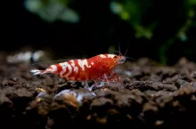 Red fancy tiger dwarf shrimp stay and look for food in aquatic soil with other shrimp and aquatic plant as background in fresh water aquarium tank.