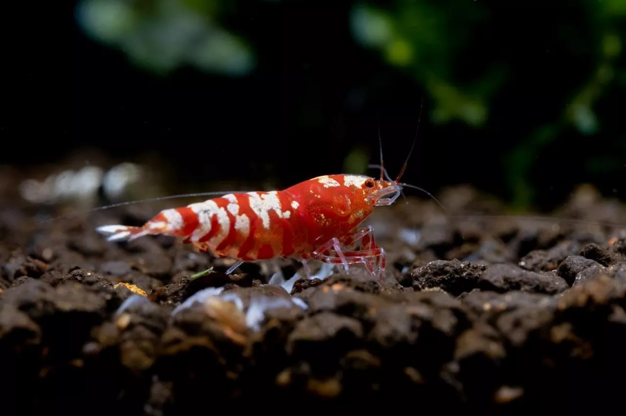 Red fancy tiger dwarf shrimp stay and look for food in aquatic soil with other shrimp and aquatic plant as background in fresh water aquarium tank.