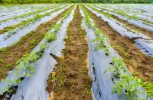 Tomato seedlings. The seedling of the bushes of tomatoes of different varieties.