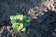 young potato growing in a field. bio cultivation and organic farming. vegetable growth rural farm. top view